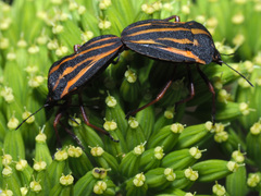 Graphosoma interruptum