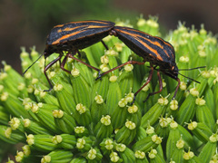 Graphosoma interruptum