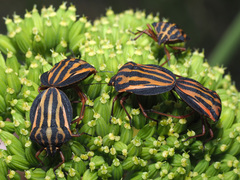 Graphosoma interruptum