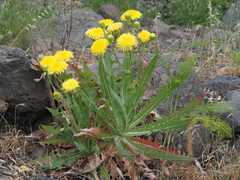 Sonchus platylepis image