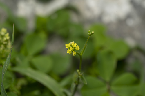 Image of Isatis lusitanica by (c) Eleftherios Katsillis, some rights reserved (CC BY)