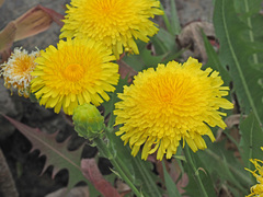 Sonchus platylepis image