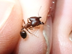 Pheidole obtusospinosa