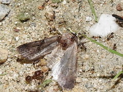 Pheidole obtusospinosa