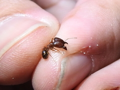 Pheidole obtusospinosa