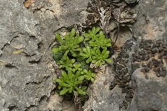 Sedum litoreum