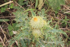 Cirsium subcoriaceum image