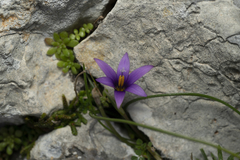 Romulea tempskyana