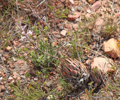 Haworthiopsis fasciata