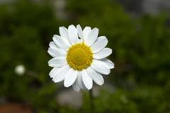 Anthemis chia