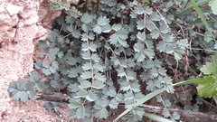 Sanguisorba minor