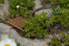 Anthemis chia