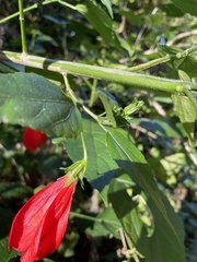 Malvaviscus penduliflorus