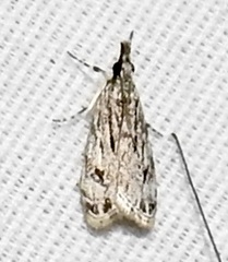 Eudonia strigalis