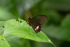 Parides erithalion smalli