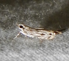 Eudonia strigalis