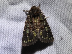 Paramiana smaragdina