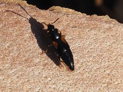 Tachinus subterraneus