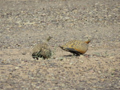 Pterocles orientalis