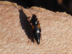 Tachinus subterraneus