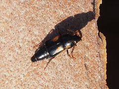 Tachinus subterraneus