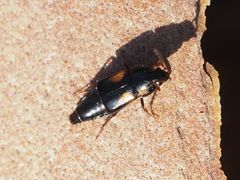Tachinus subterraneus