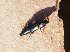 Tachinus subterraneus