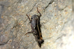 Macrocara conglobata