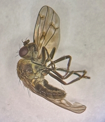 Parydra quadripunctata