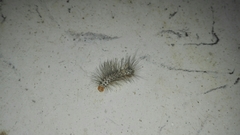 Leucotmemis nexa