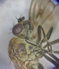 Parydra quadripunctata