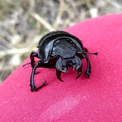 Lethrus apterus