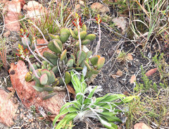 Adromischus sphenophyllus