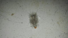 Leucotmemis nexa