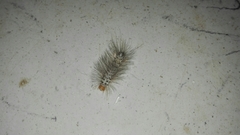 Leucotmemis nexa