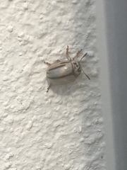 Leptinotarsa defecta