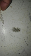 Leucotmemis nexa