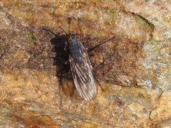 Lispocephala brachialis