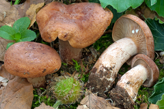 Lactarius rubrocinctus