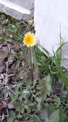 Sonchus oleraceus