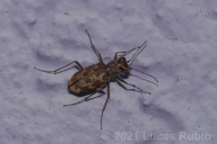 Cylindera apiata