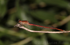 Oxyagrion rubidum