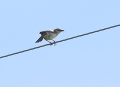 Cincloramphus mathewsi