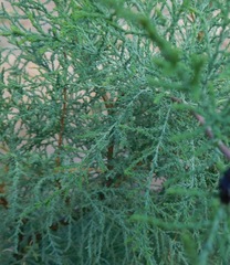 Tamarix chinensis