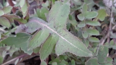Sonchus oleraceus