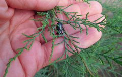 Tamarix chinensis