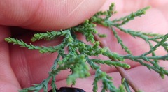 Tamarix chinensis