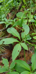 Cyclanthera langaei