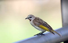 Conopophila rufogularis