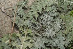 Onopordum bracteatum